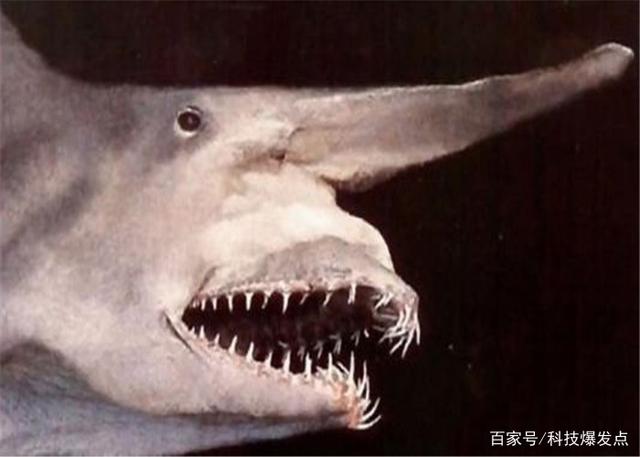 鯊魚(yú)的嘴里長(cháng)出“齒輪”，逮捕獵物極為鋒利，科學(xué)家研究上百年！
